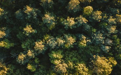 Going Green: Sustainability at Fríant 